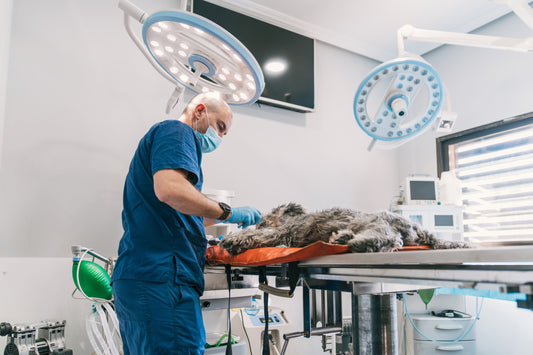 dierenarts opereert hond